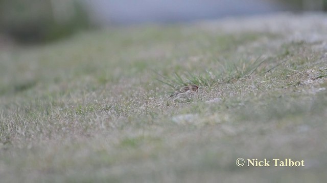 Lesser Redpoll - ML201720871