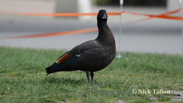 Paradise Shelduck - ML201720881