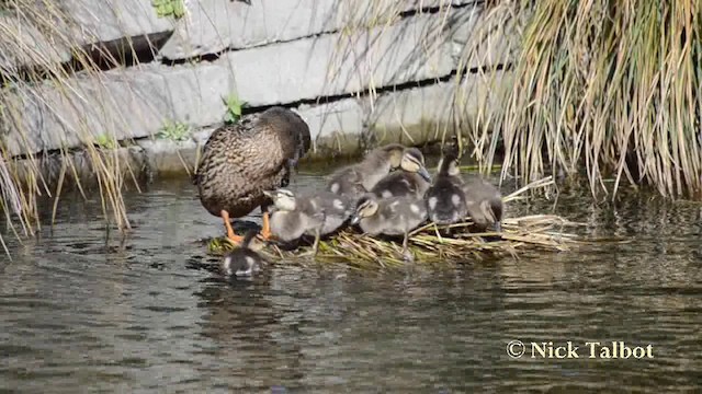 Mallard x Pacific Black Duck (hybrid) - ML201720891