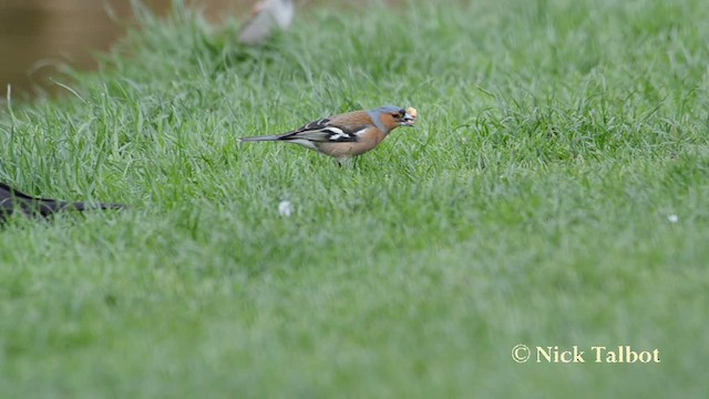 Common Chaffinch - ML201720901