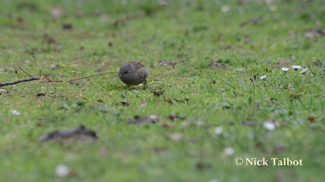 Dunnock - ML201720911