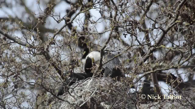 Little Pied Cormorant - ML201720921