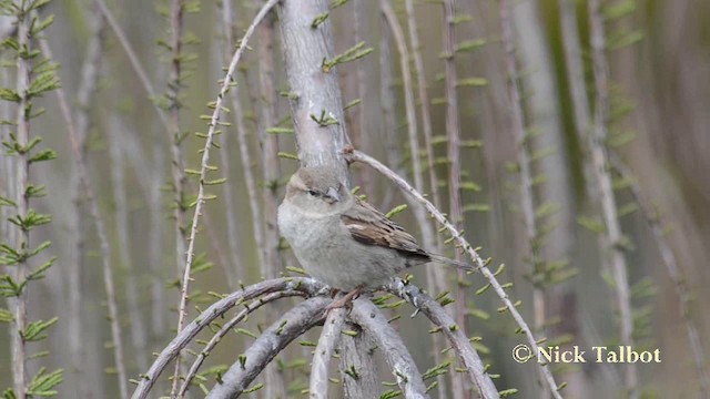 House Sparrow - ML201720931