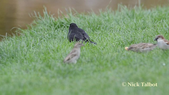 Amsel - ML201720941