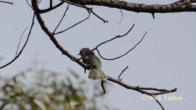 Shining Bronze-Cuckoo (Golden) - ML201720951