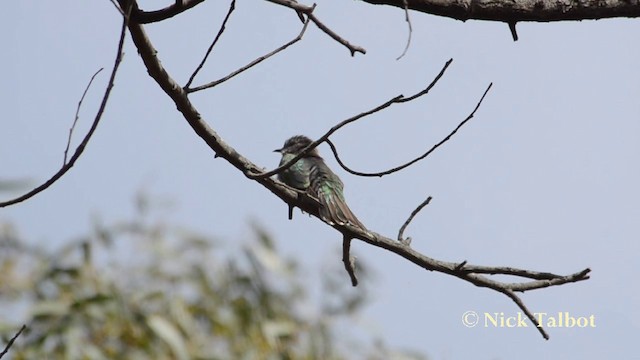 Shining Bronze-Cuckoo (Golden) - ML201720961