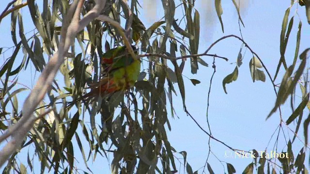 Swift Parrot - ML201720971