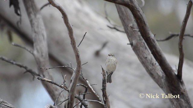 アカハラモズヒタキ - ML201720981