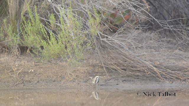 Tawny-crowned Honeyeater - ML201721011