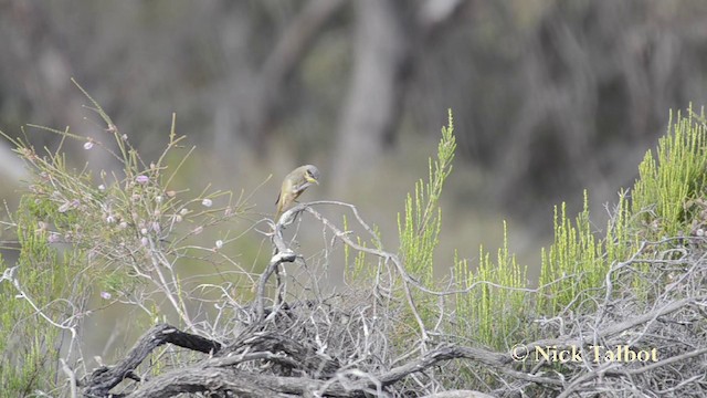 Purple-gaped Honeyeater - ML201721031