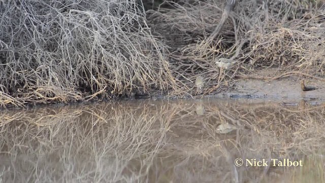 Mielero Cabecipardo - ML201721061