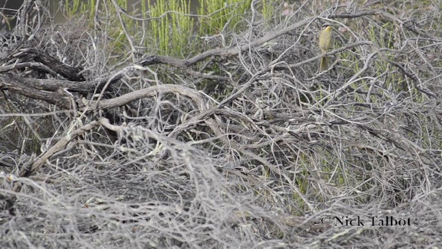 Purple-gaped Honeyeater - ML201721091