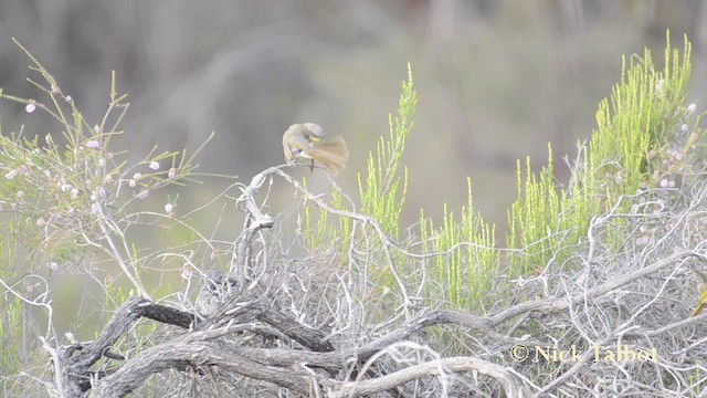 Purple-gaped Honeyeater - ML201721111