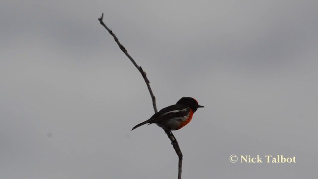 Red-capped Robin - ML201721161