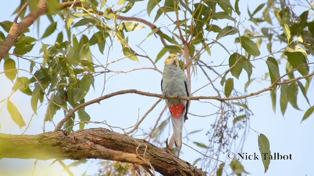 Pale-headed Rosella - ML201721181