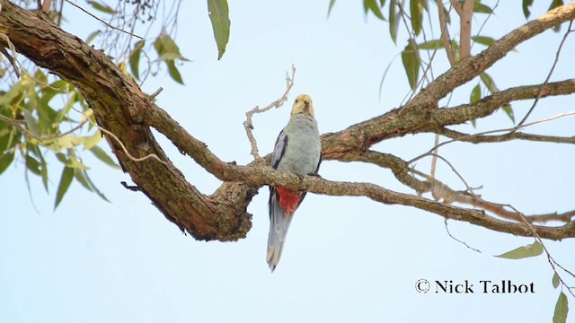 Pale-headed Rosella - ML201721191