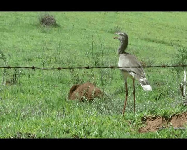 Red-legged Seriema - ML201721331