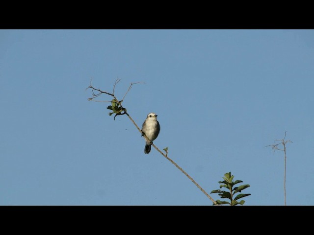 White-headed Marsh Tyrant - ML201721371