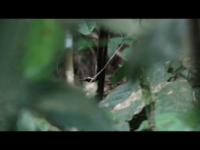 White-bibbed Antbird - ML201721381