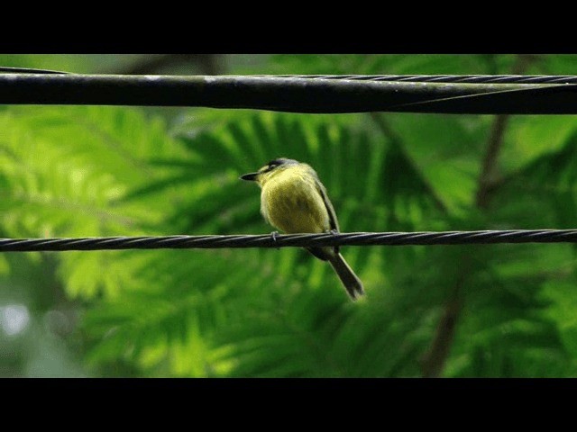 Gray-headed Tody-Flycatcher - ML201721401