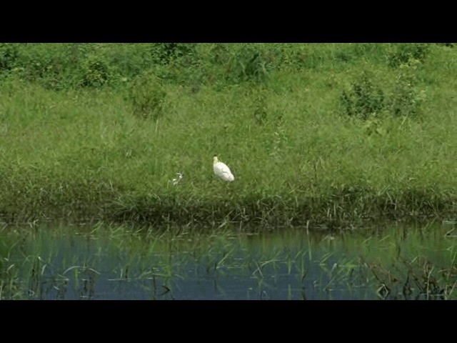 Capped Heron - ML201721421