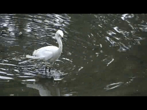 Snowy Egret - ML201721481