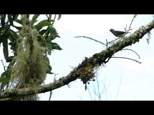 Black-legged Dacnis - ML201721491