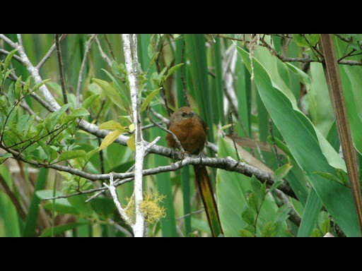 Orange-breasted Thornbird - ML201721501