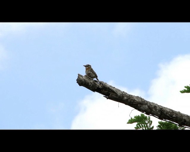 Spot-backed Puffbird - ML201721511