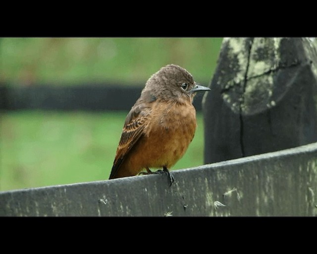 Cliff Flycatcher (Swallow) - ML201721541