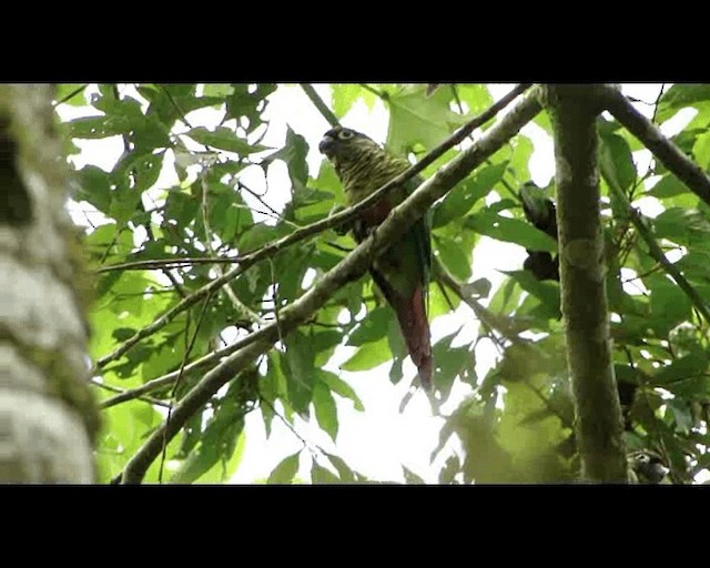 Maroon-bellied Parakeet - ML201721551