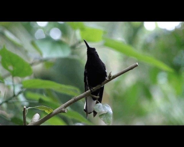 Colibrí Negro - ML201721561