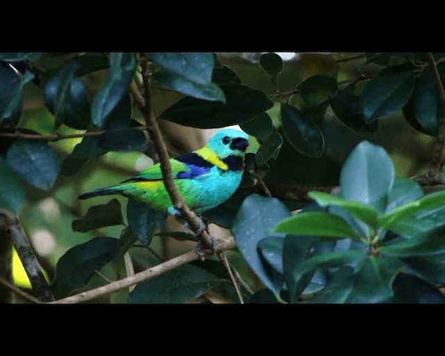 Green-headed Tanager - ML201721581