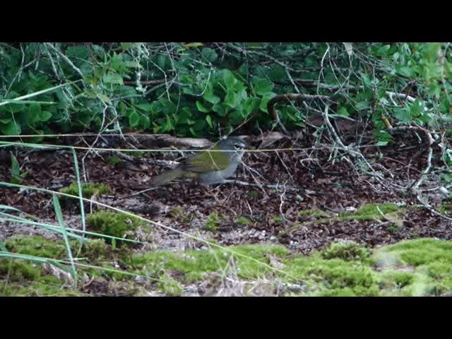 Paruline à paupières blanches - ML201721631