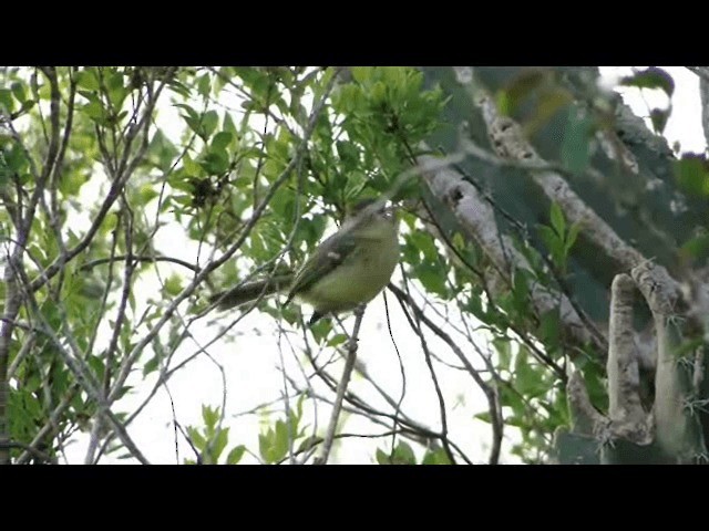 Mottle-cheeked Tyrannulet - ML201721701