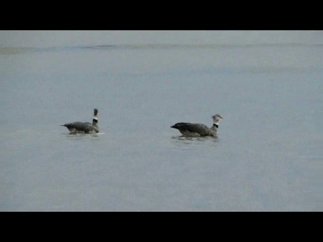 Southern Screamer - ML201721711