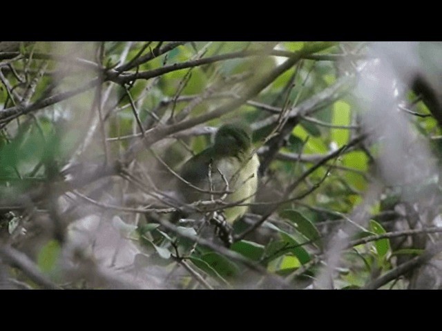 Mottle-cheeked Tyrannulet - ML201721721