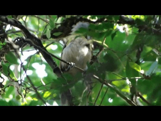 Rufous-browed Peppershrike - ML201721731