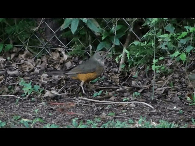 Rufous-bellied Thrush - ML201721741