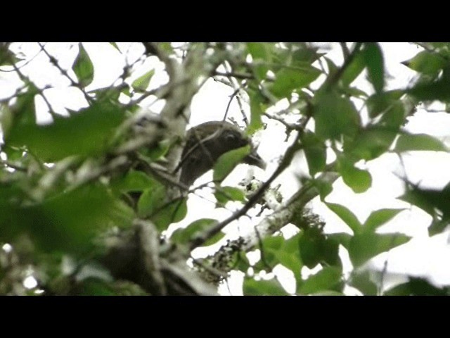 Scaled Chachalaca - ML201721761