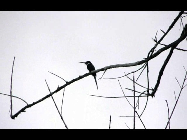 Jacamar à longue queue - ML201721791