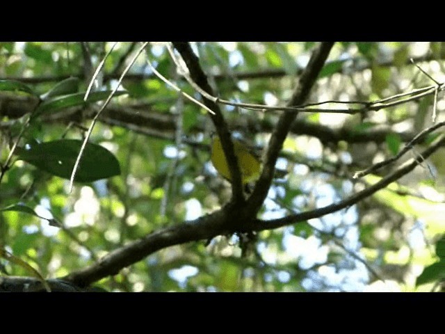 Reinita Coronidorada (grupo auricapillus) - ML201721851