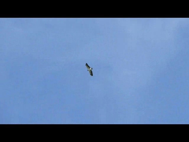 Short-tailed Hawk - ML201721871