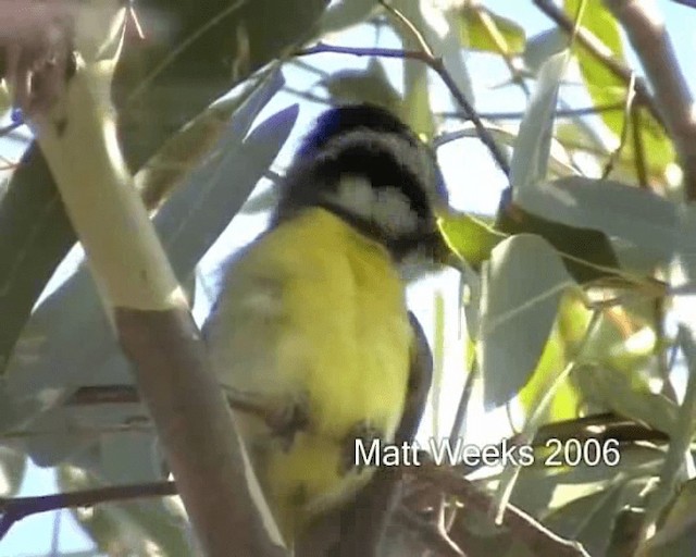 Eastern Shrike-tit - ML201721901