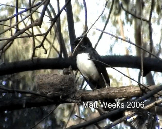 Willie-wagtail - ML201721931