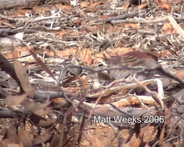 Chestnut Quail-thrush - ML201721941