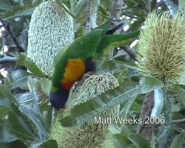Rainbow Lorikeet - ML201721951