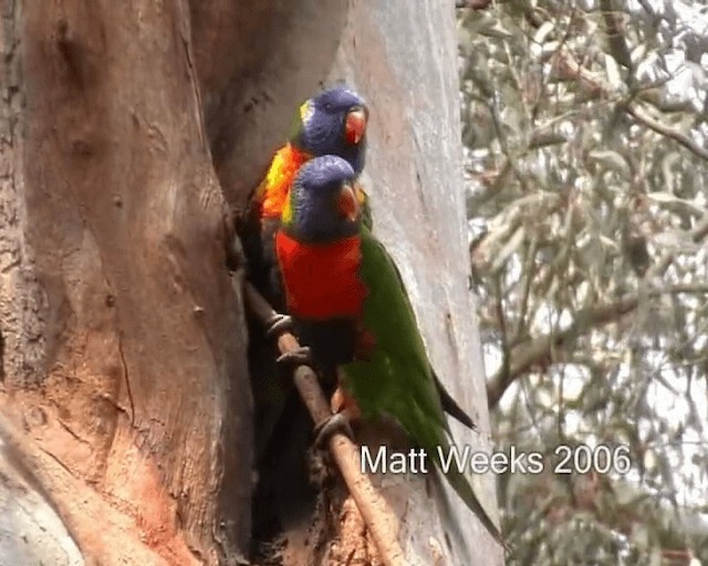 Rainbow Lorikeet - ML201721961