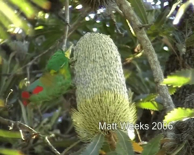 Musk Lorikeet - ML201721971