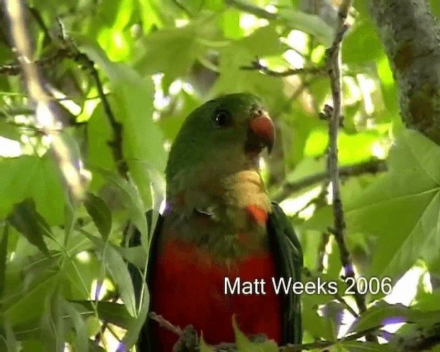 Australian King-Parrot - ML201721981